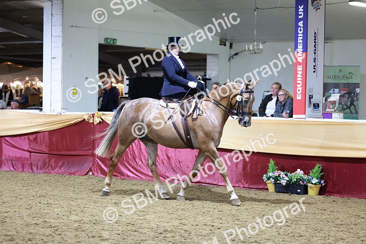 SBM_20949 - Class N - Side Saddle Champ