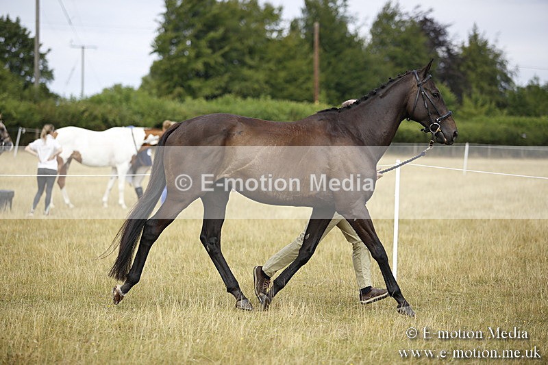 _C7A9617 - BVRC Sow 2018 Ring 2