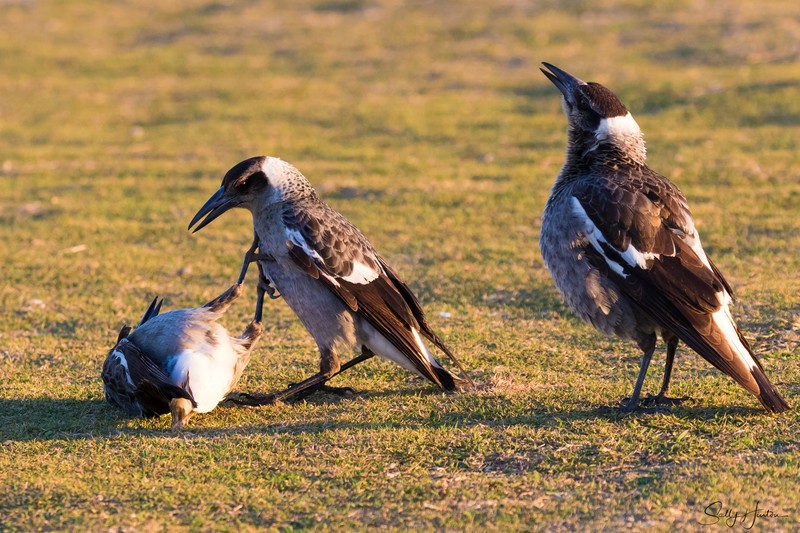 Juvenile Magpies 5