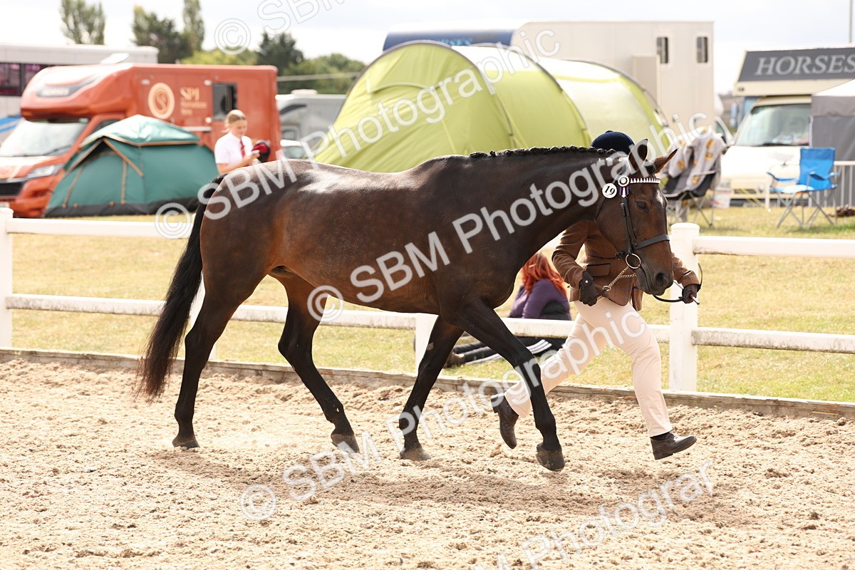 SBM_14669 - Class 208 - IH Veteran Horse