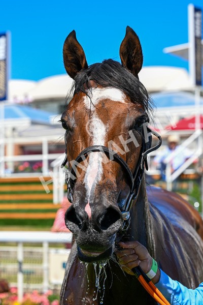 110725-Race 2-Sayidah Dariyan-0261 - Race 2 2.45pm William Hill Summer Stakes