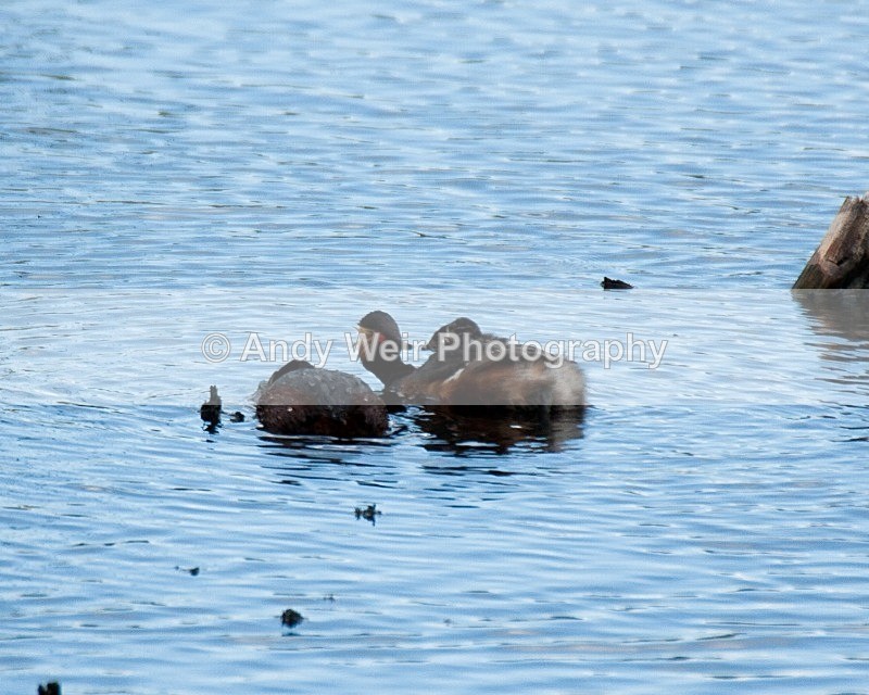 20080625-099 - Black-necked Grebe
