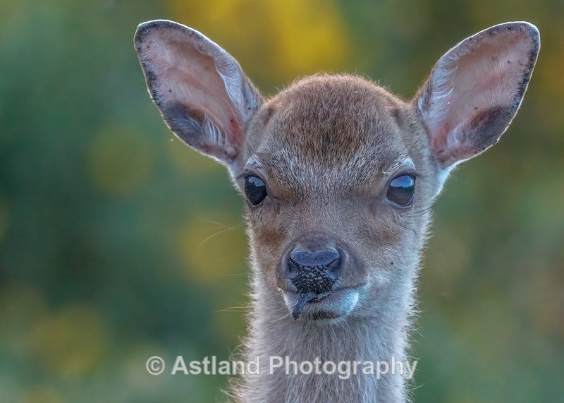 Sika Deer - Latest Images