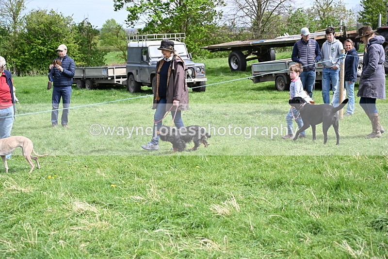 WJ6_8837 - Class 8 Best Working / Gun Dog or Bitch