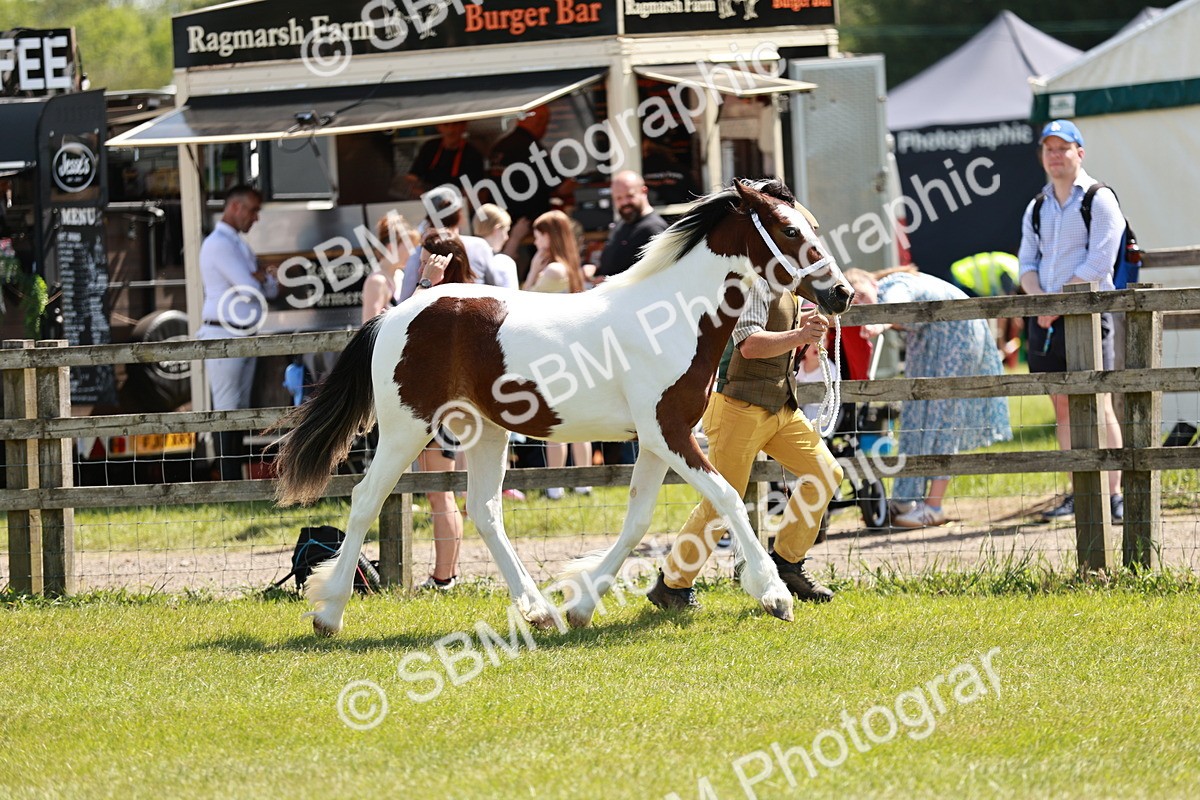 SBM_05494 - Class 41-45 - Riding Pony-Hunter Pony Breeding