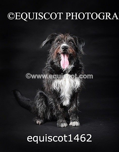 equiscot1462 - RUSSO