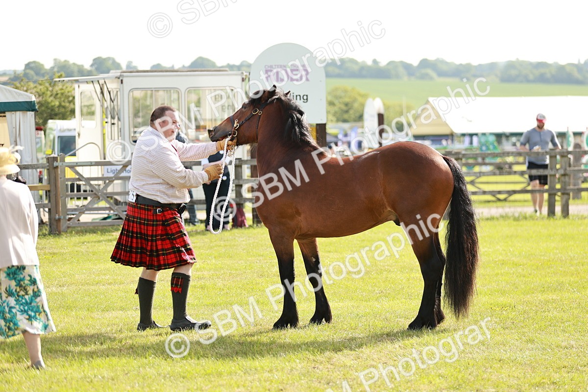 SBM_00708 - Class 14-23 - Mountain & Moorland In Hand Non Welsh