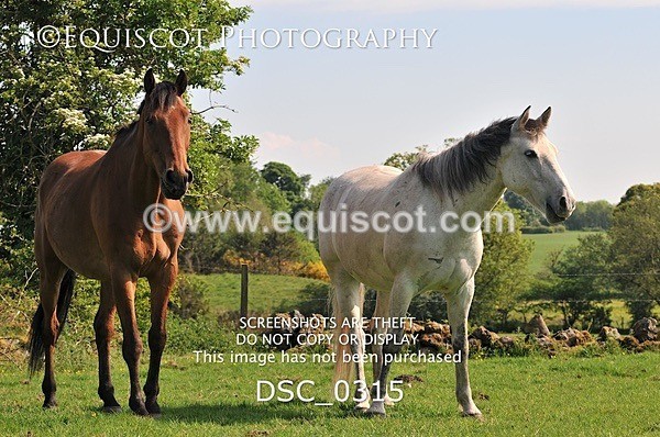 DSC_0315 - ARCHIVE REQUEST - Quincy and Guinness