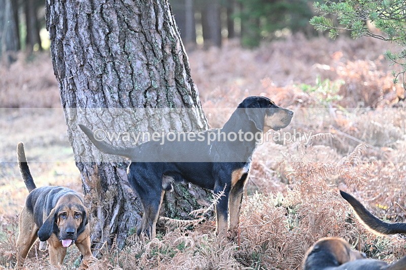 WJ7_7585 - Line 3 (no line 4 or 5)