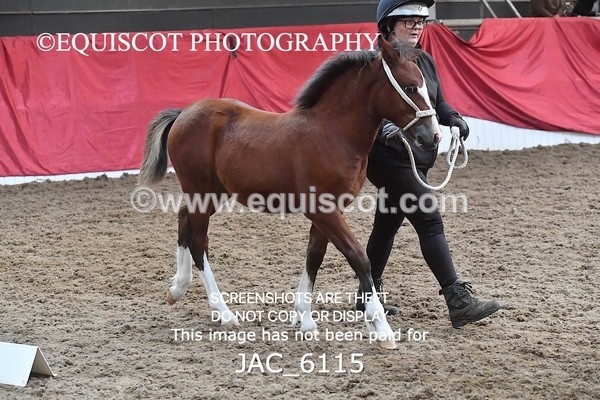 JAC_6115 - 17 Avonmore Little Maeda