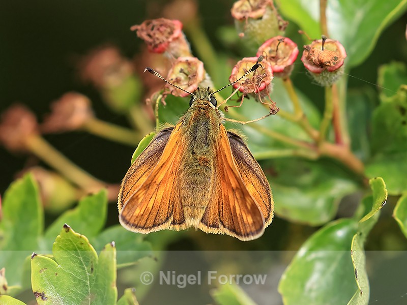 Large Skipper, Yorkshire Wolds Way, near Huggate - INSECTS
