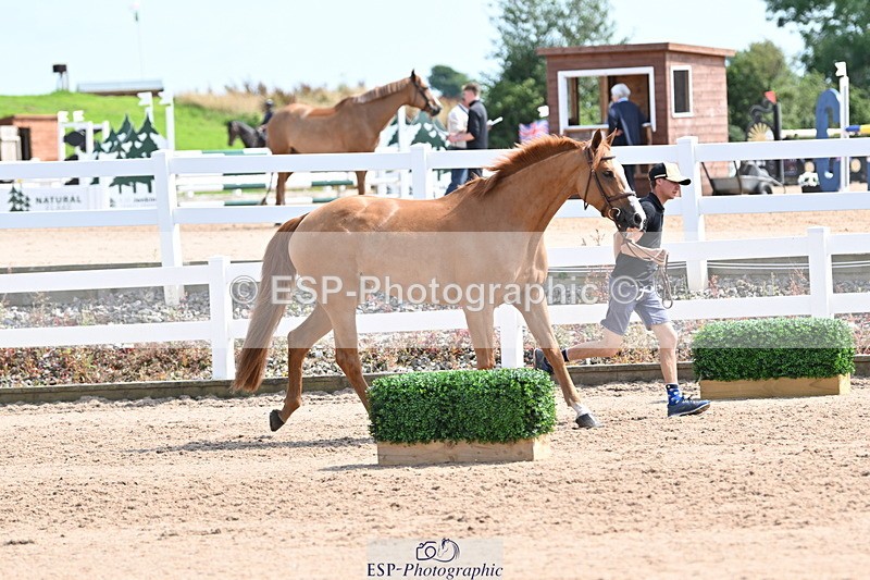 240717A-153316-02877 - Trot Up 3pm to 4pm
