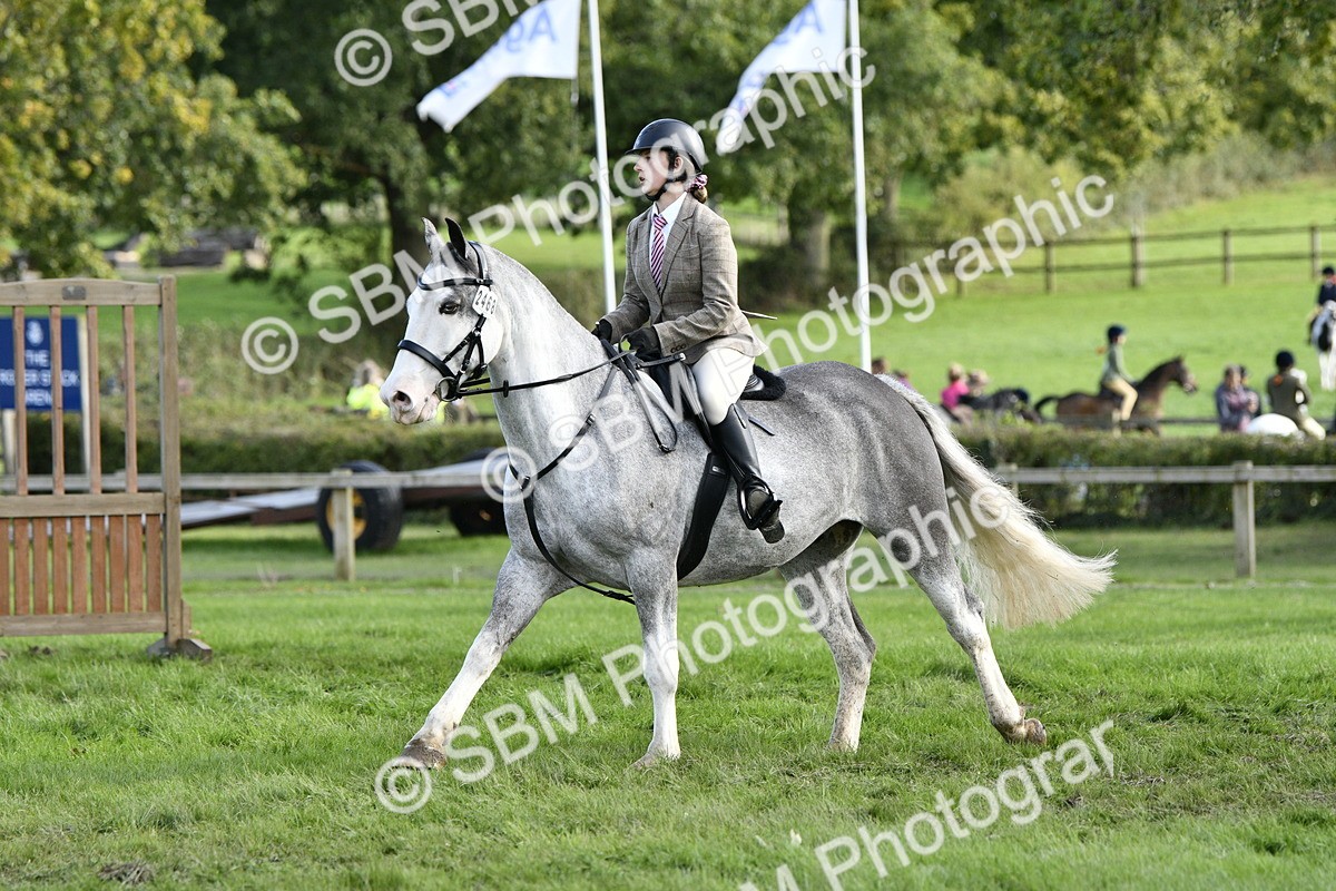 SBM_52202 - S35 - Working Hunter & Working Show Horse
