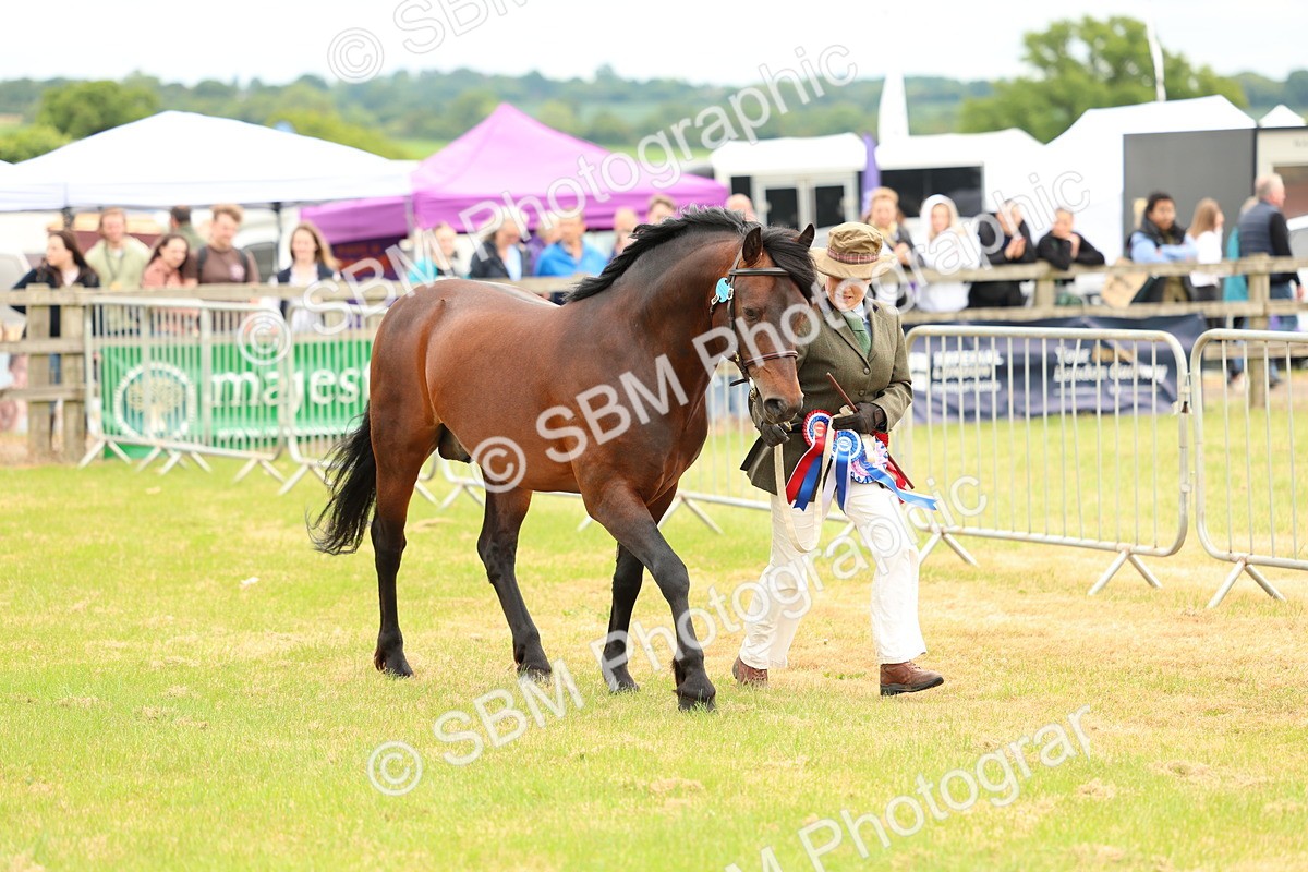 SBM_03599 - Class 58-67 - M&M Non Welsh Pony In hand
