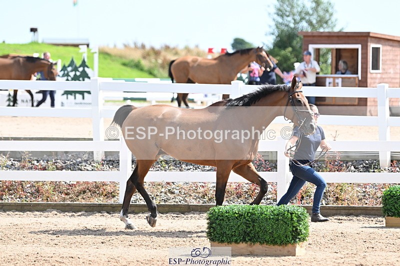 240717A-152008-02761 - Trot Up 3pm to 4pm