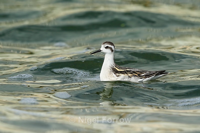 Red-necked Phalarope (juvenile), Farmoor - Red-necked Phalarope