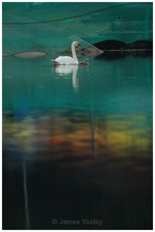 Water Colour Swans - Latest Work