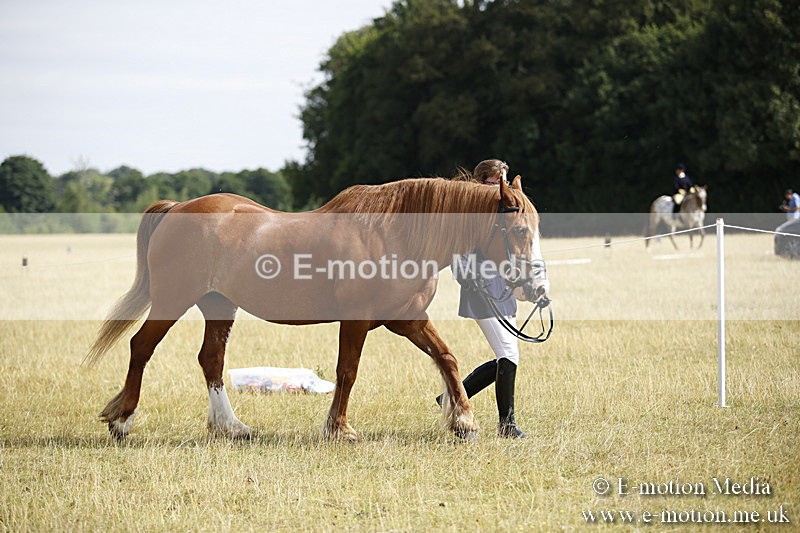 _C7A9327 - BVRC Sow 2018 Ring 2