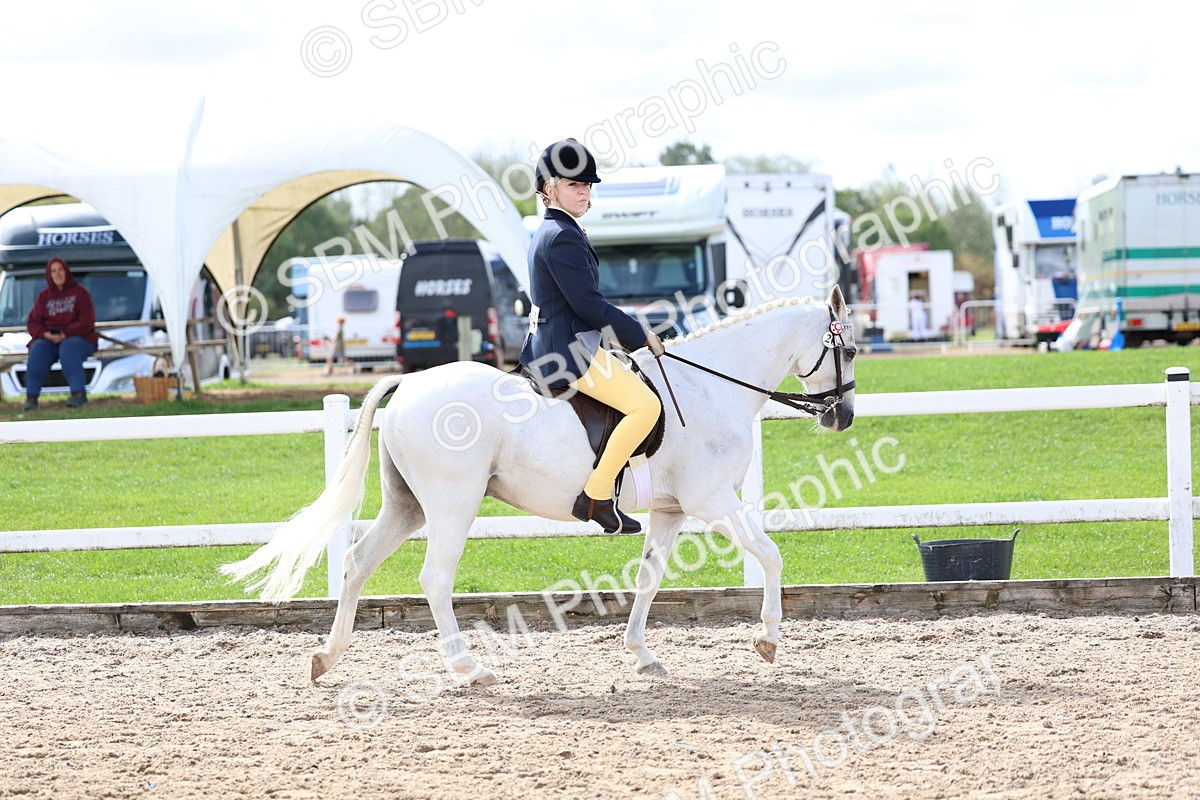 SBM_01903 - Class 18 - Handsomest Gelding - IH or Ridden