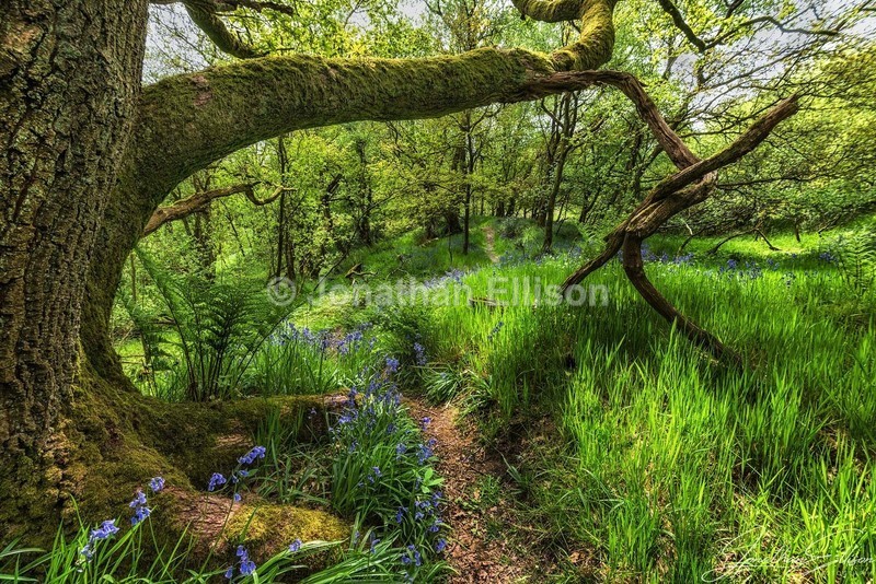 Abby Village Woods - Lancashire