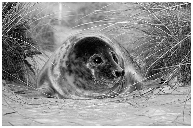 Grey Seal in Winter Dunes 2 - Best of British Wildlife