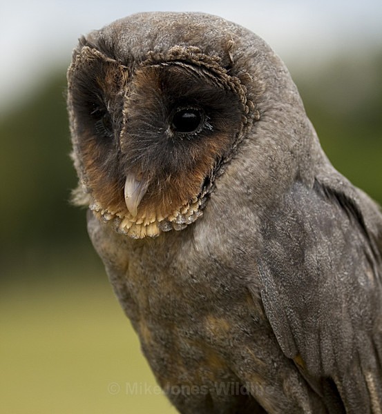 ' BLACK BARN OWL ' - ' BLACK BARN OWL '