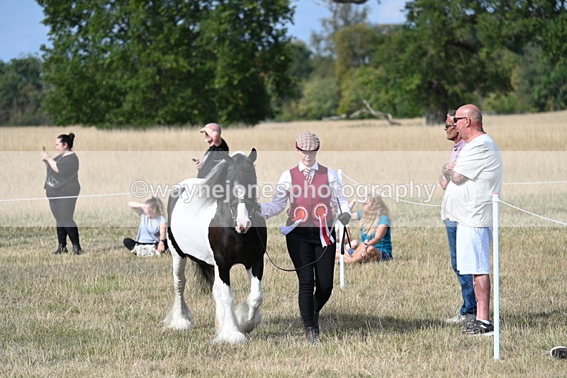 WJ7_8051 - In-hand Championship