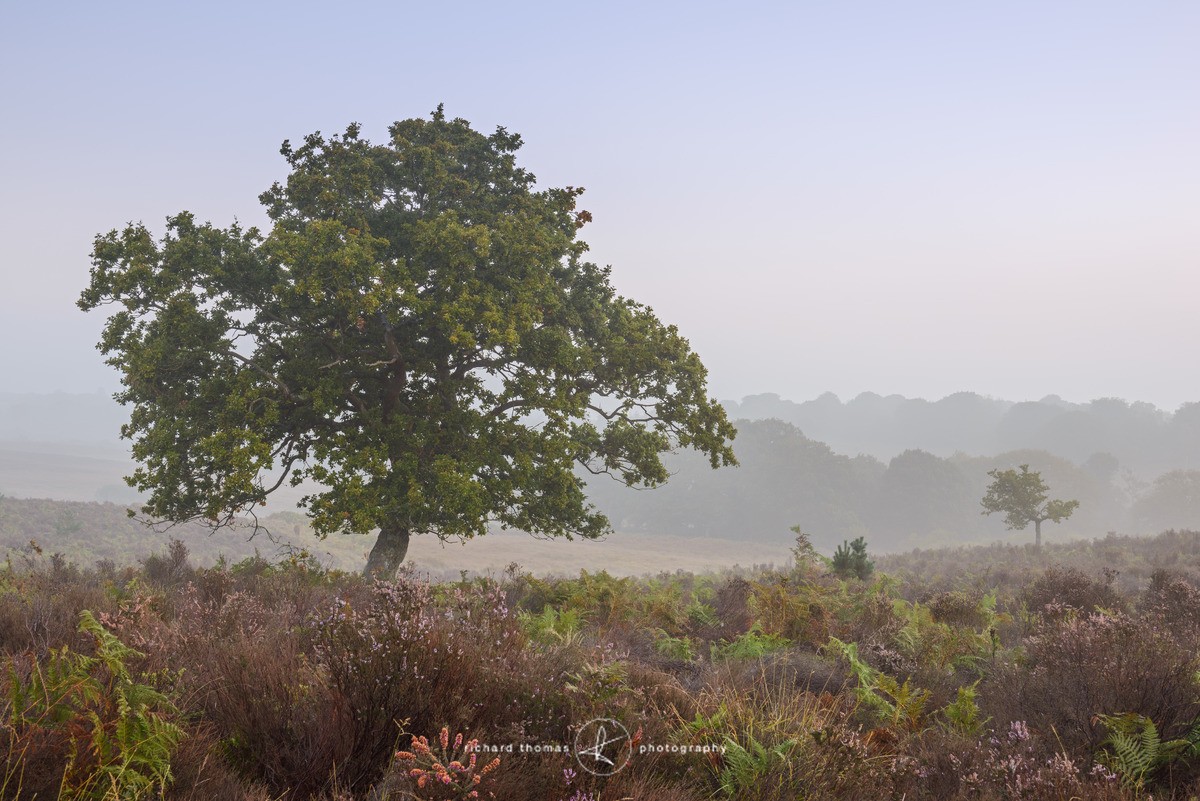 Oak in heather - New Forest - One2Tree