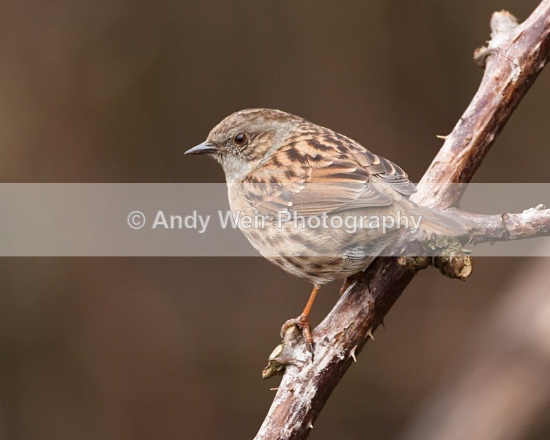 20110123-IMG_0432 - Dunnock (Hedge Sparrow)