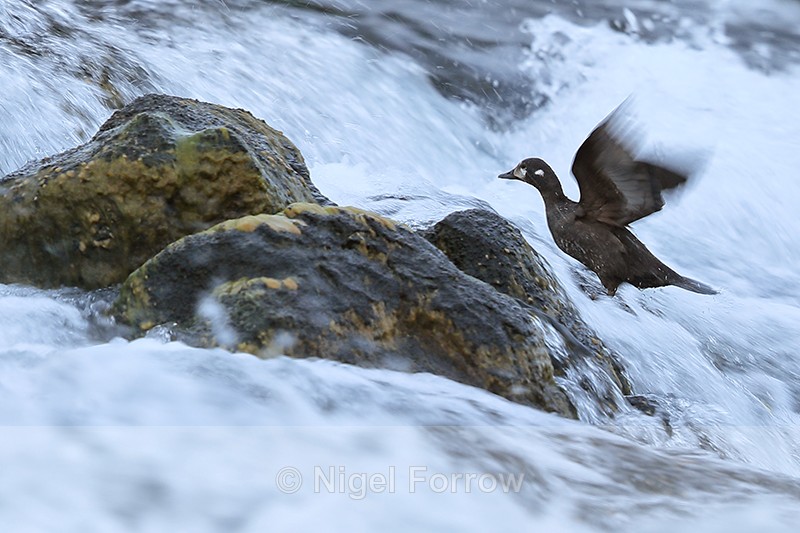 Harlequin Duck (female) flapping wings, River Laxa, Iceland - Harlequin Duck