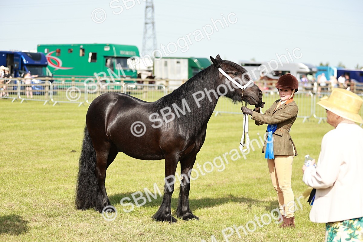 SBM_00905 - Class 14-23 - Mountain & Moorland In Hand Non Welsh