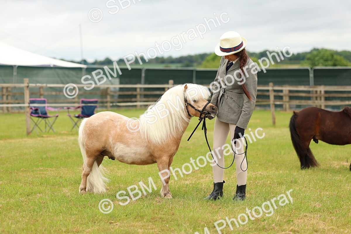 SBM_04480 - Class 64-67 - Shetland Pony In Hand
