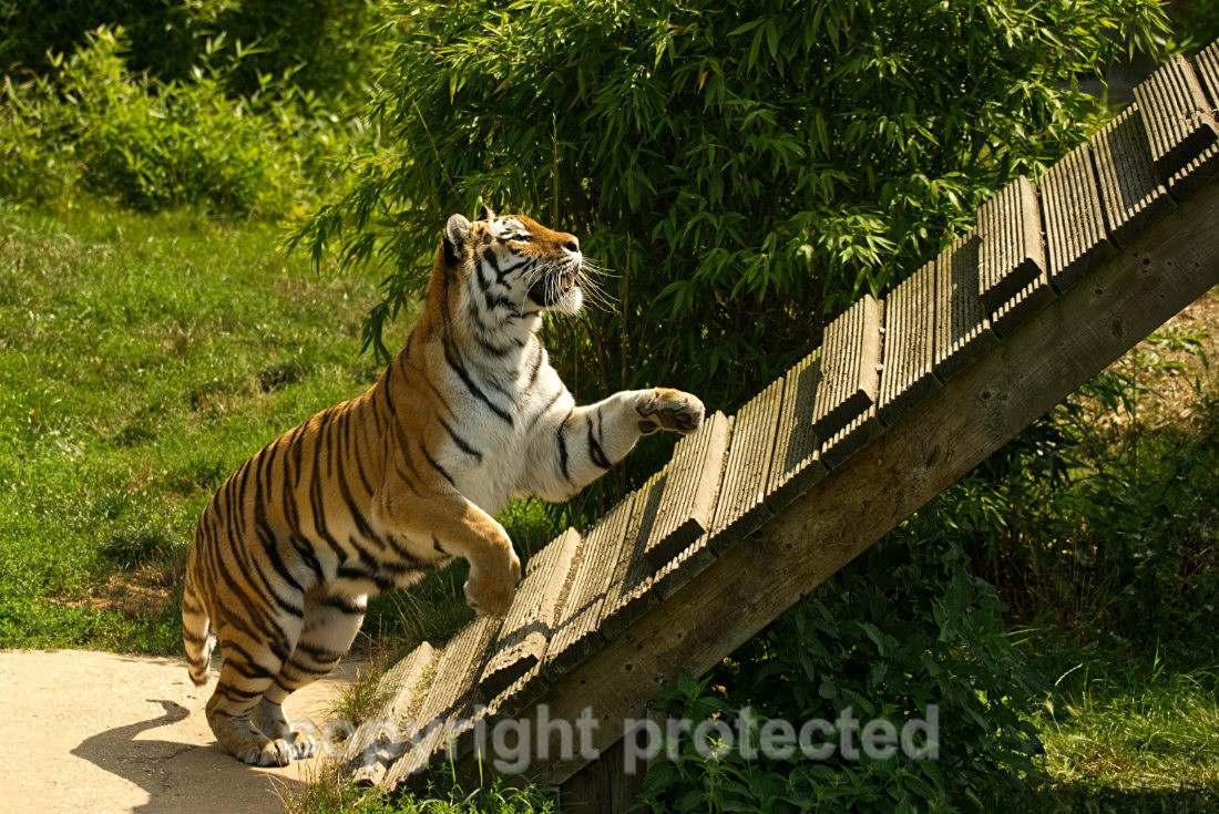 Amur Tiger - Tatana - Big Cats