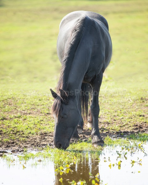 friesians 101-1 - Friesians