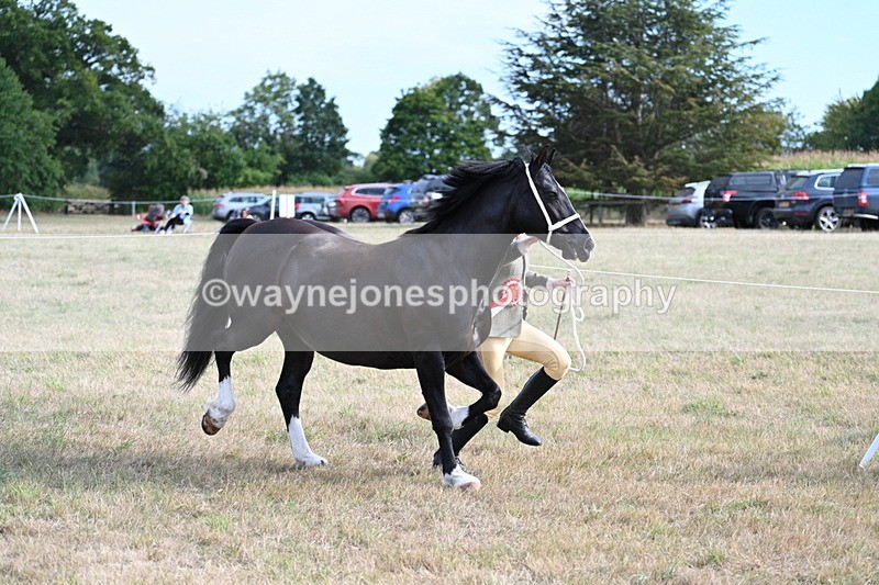 WJ7_8215 - In-hand Championship