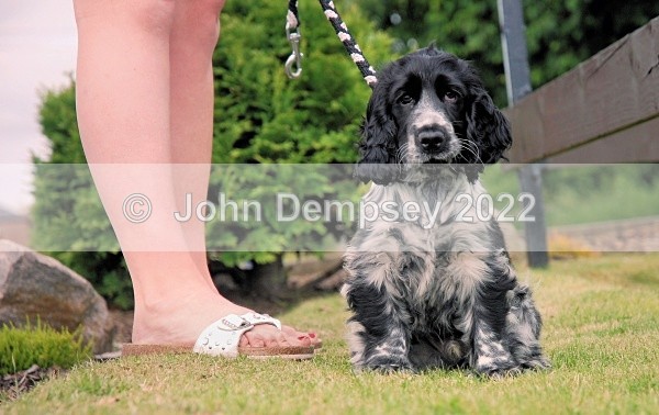 Montrose 18 Hole Open 2008 9 - Walking the Dog