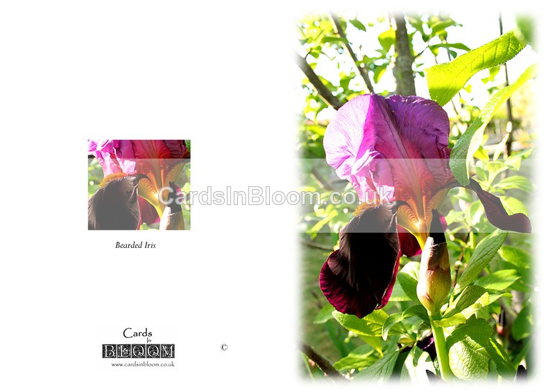 012 Bearded Iris - THE IRIS CARD COLLECTION