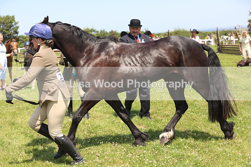 JPP_2902 - Class 21: Working Hunter 60cm