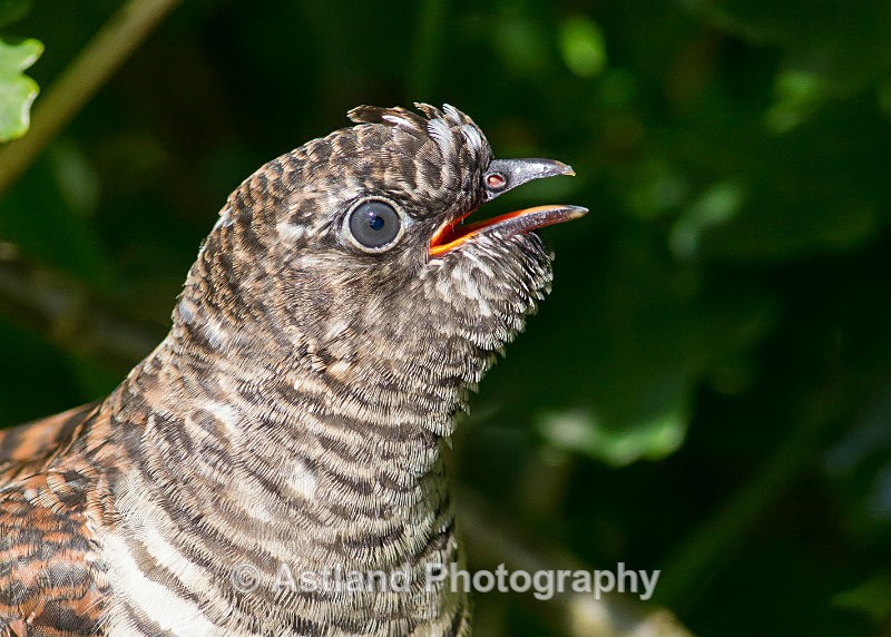 Astland Photography, Bird and Wildlife Images, Susan and Peter Wilson, U.K.