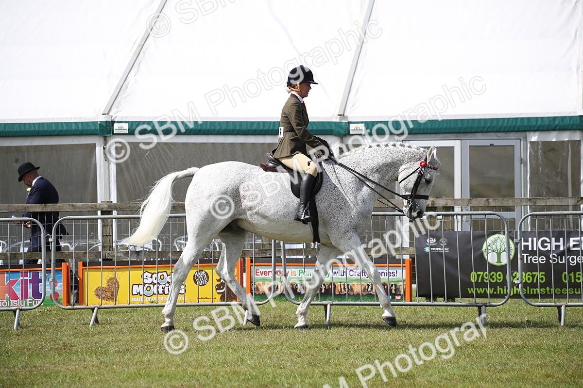 SBM_13182 - Class 95-96 - LIHS BSHA Rising Star Hack Riding Horse