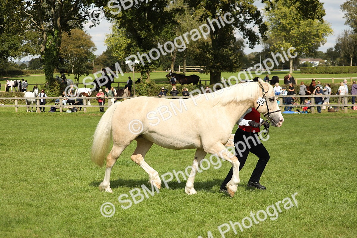SBM_65463 - S47 - Mountain & Moorland In Hand Large Breeds