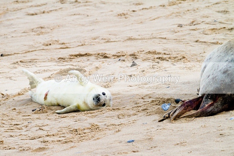 20101128-3740 - Grey Seal