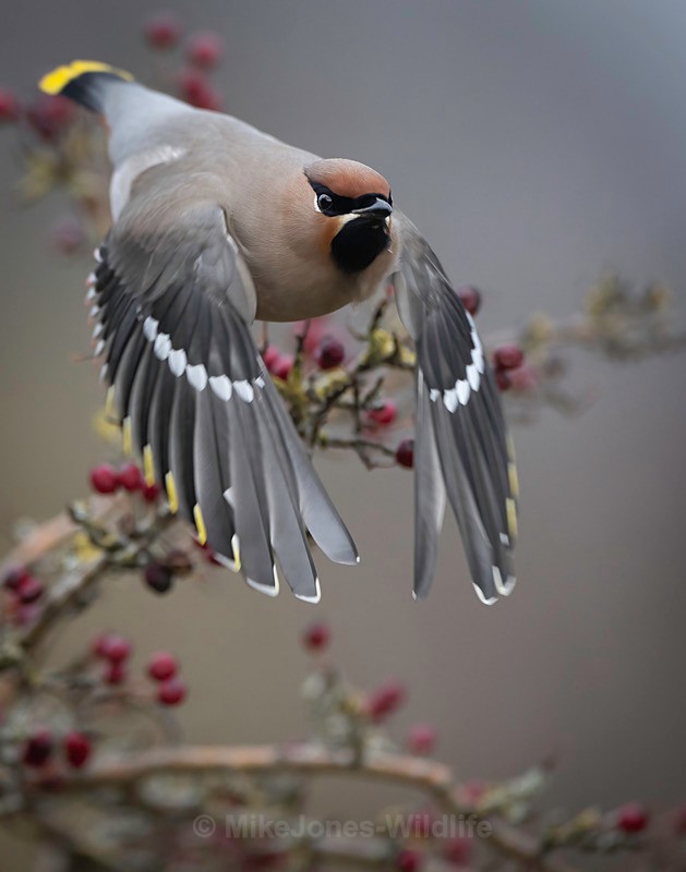 WAXWING HALKYN 18 - WAXWINGS. February 2024 [Halkyn Mountain, North Wales. UK ]
