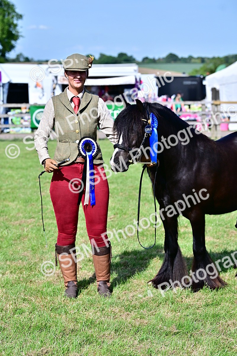SBM_09495 - Class 63-65 - Traditional Gypsy Cobs In Hand & Ridden