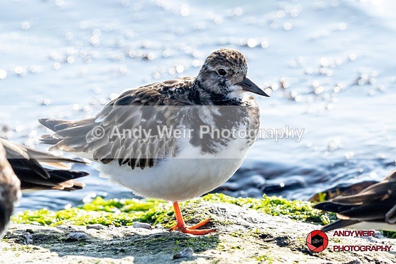 190328-untitled-8E0A4512 - Turnstone