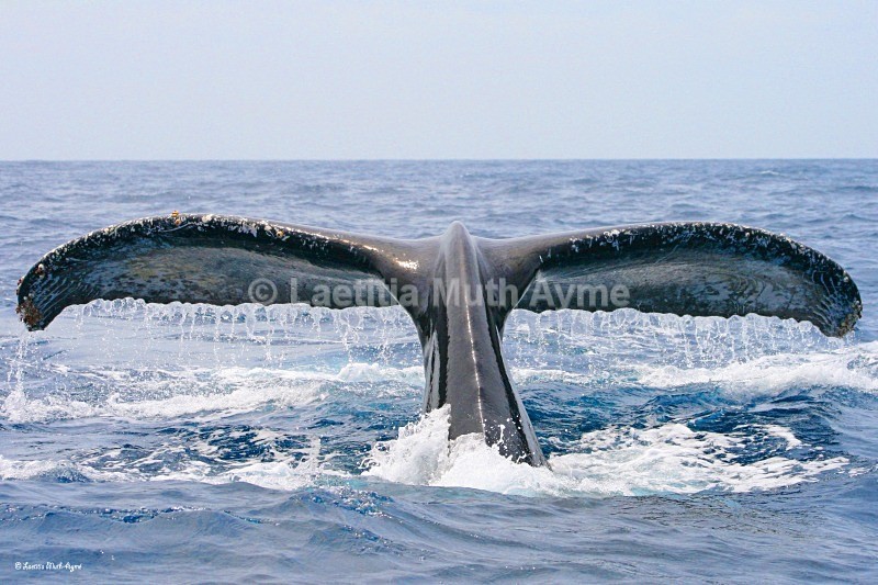 IMG_1871 Mayotte - Marine wildlife