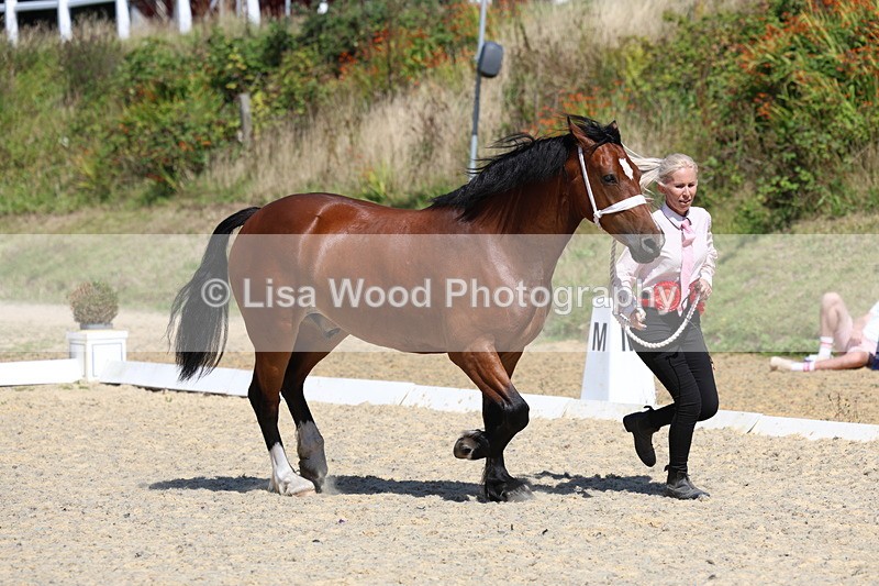 3E7A9820 - In Hand Championship