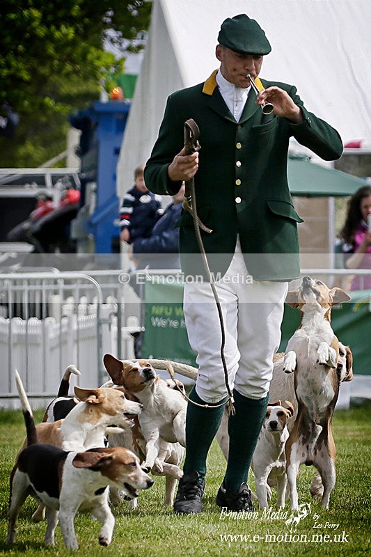 SO050519 0199a - Dogs