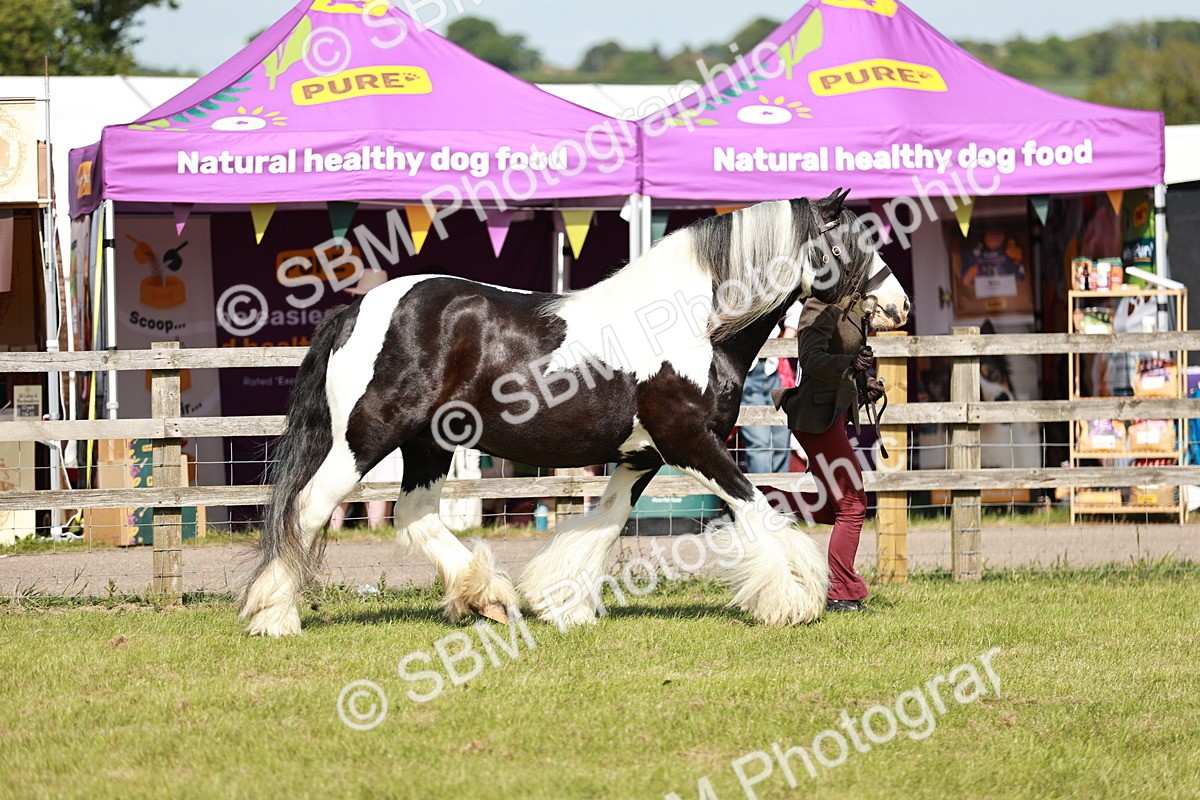 SBM_08777 - Class 63-65 - Traditional Gypsy Cobs In Hand & Ridden
