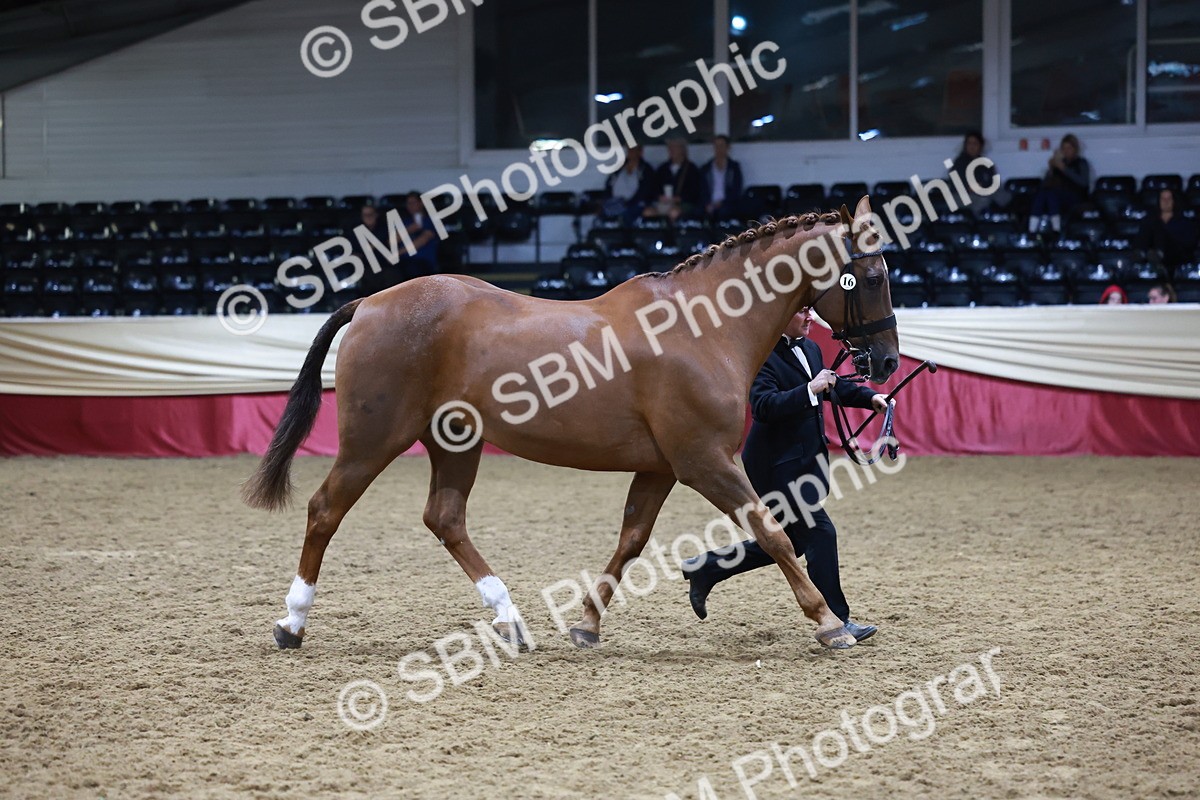 SBM_20485 - Class G - IH Large (over 148cm)Champ